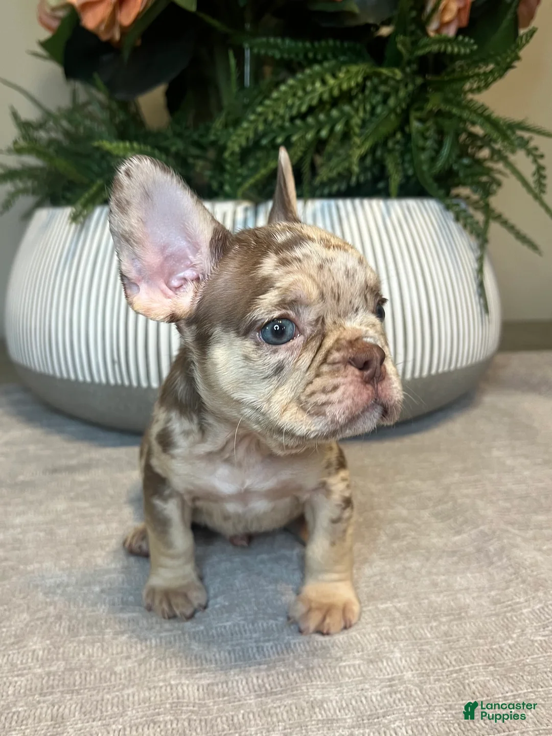 French Bulldog dogs for sale: Buddy - Ad 3