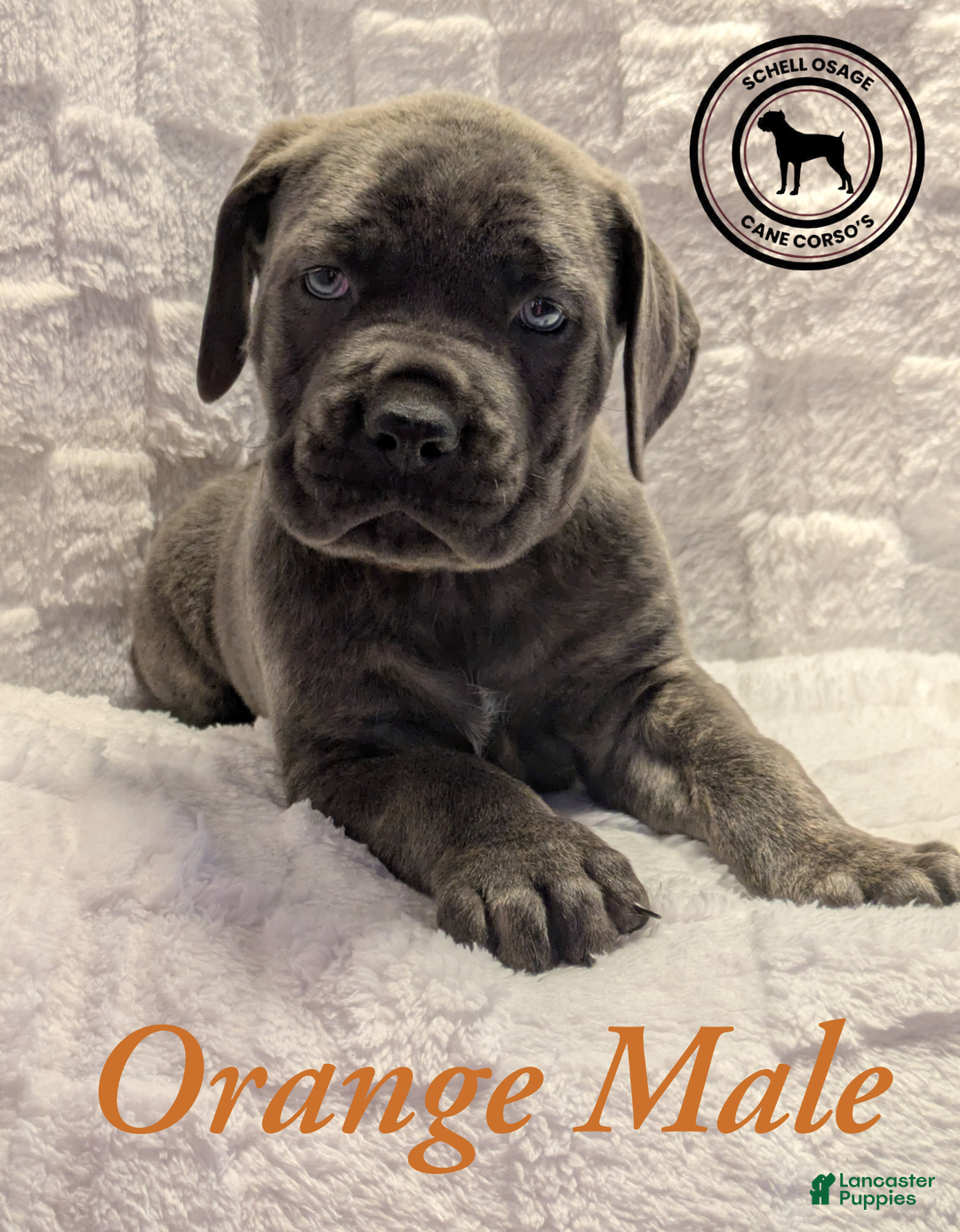 Cane Corso dogs for sale: Orange - Ad 1