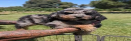 Mixed Breed dogs for sale: ROWAN - Ad 5