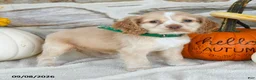 English Cocker Spaniel dogs for sale: Roxy - Ad 1