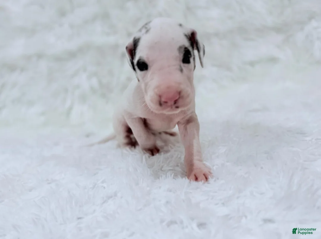 Great Dane dogs for sale: Eleven - Ad 6