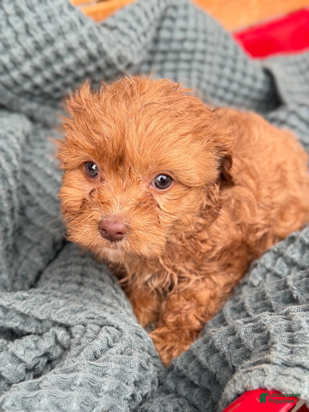 Cavapoo dogs for sale: Arlo - Ad 50