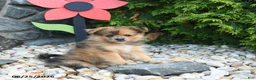 Pomeranian dogs for sale: Cherrio - Ad 1