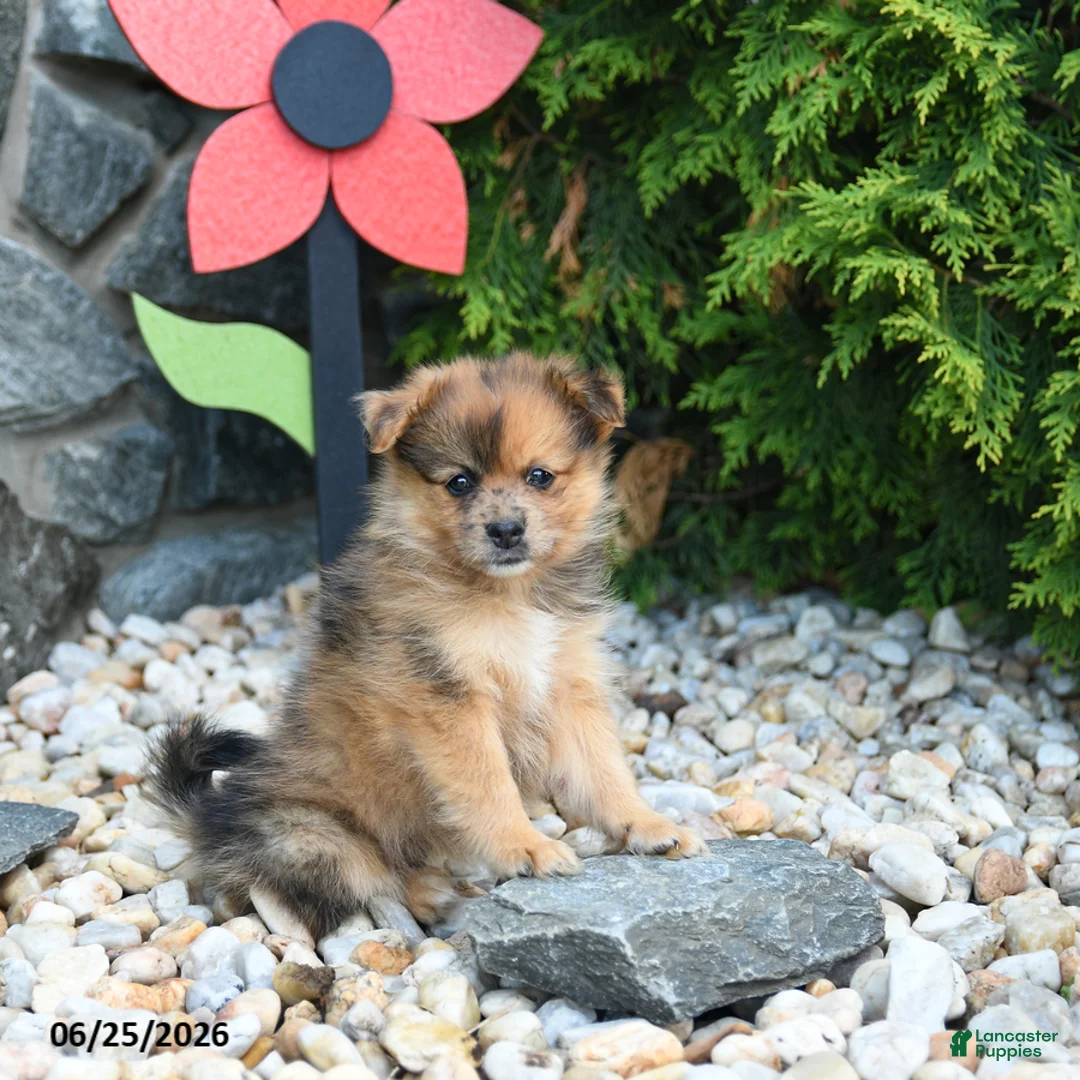 Pomeranian dogs for sale: Cherrio - Ad 1