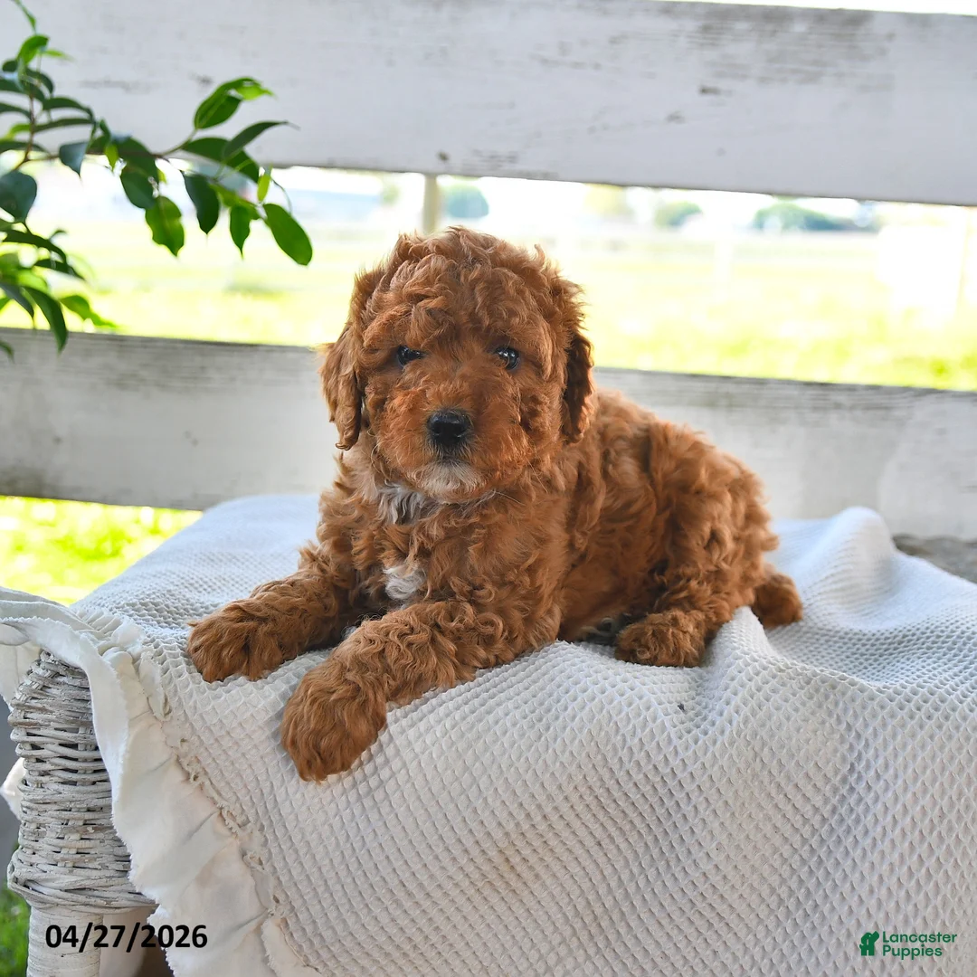 Miniature Poodle dogs for sale: Bailey - Ad 2