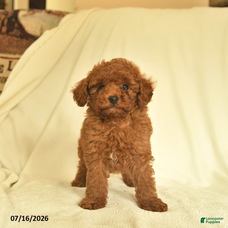 Toy Poodle dogs Lance  - Ad 2
