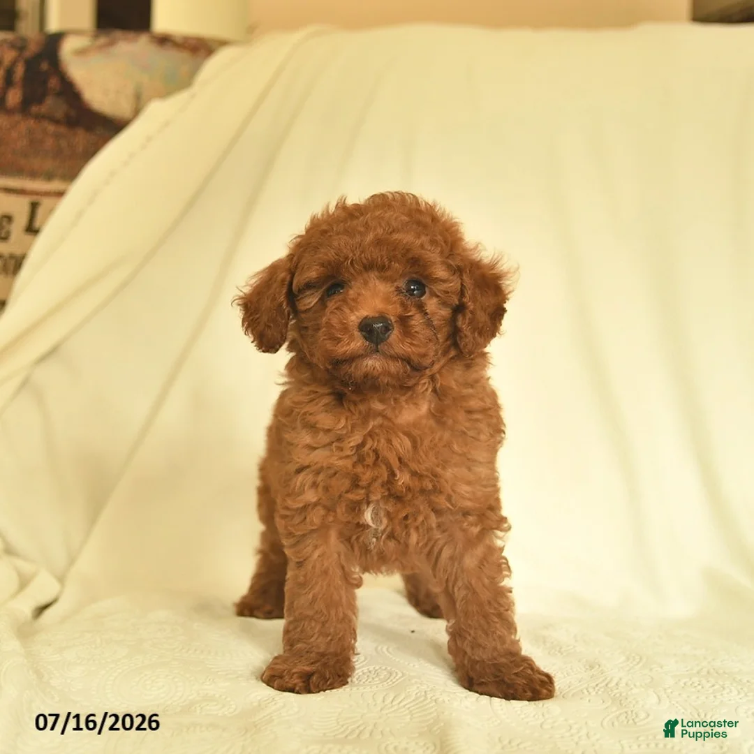 Toy Poodle dogs for sale: Lance  - Ad 2