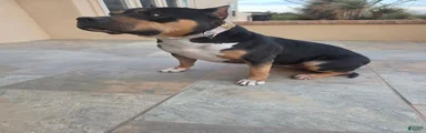 American Bully Female