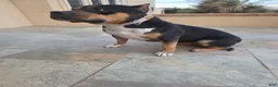 American Bully dogs for sale: American Bully Female - Ad 1