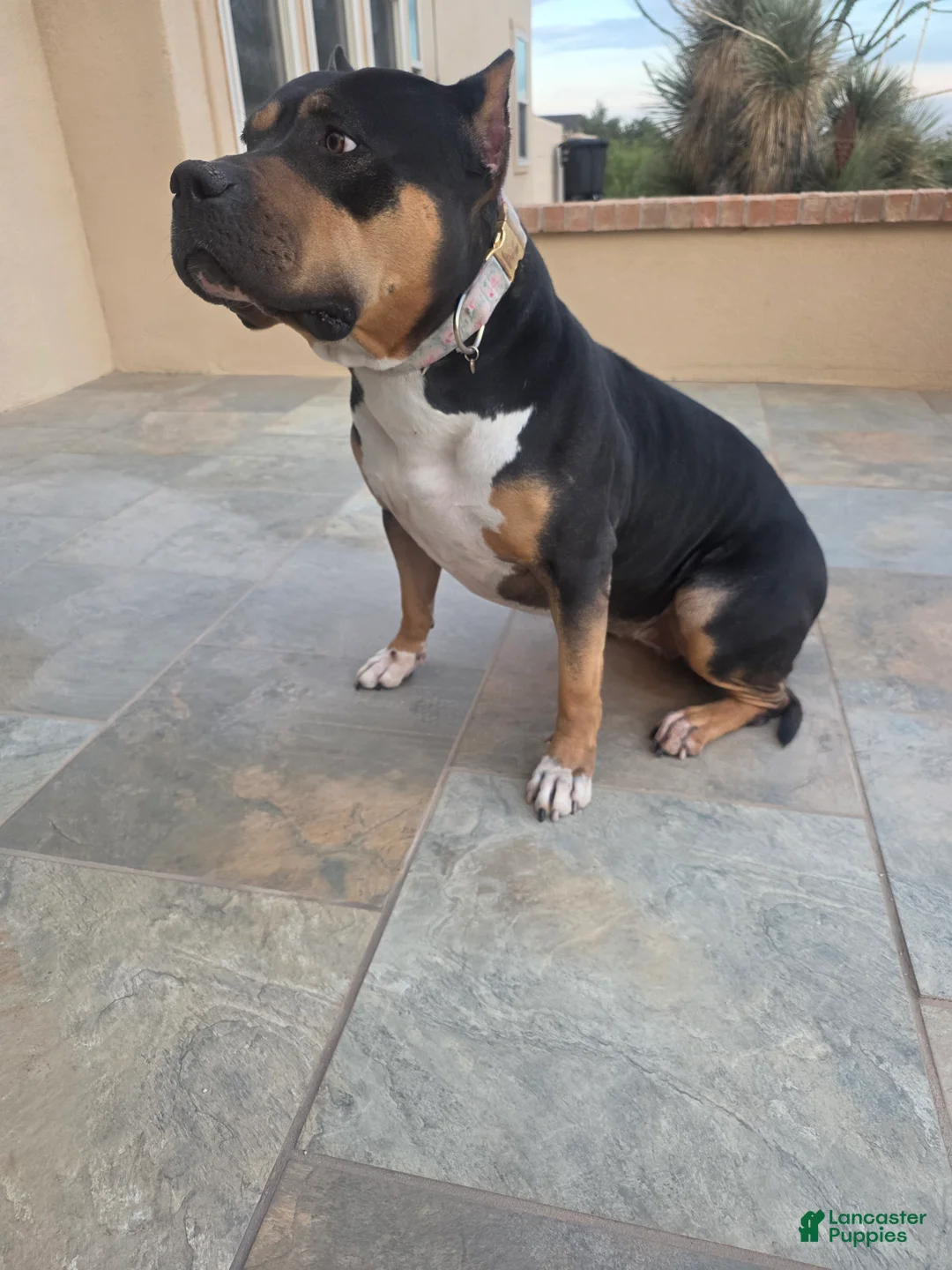American Bully dogs for sale: American Bully Female - Ad 1
