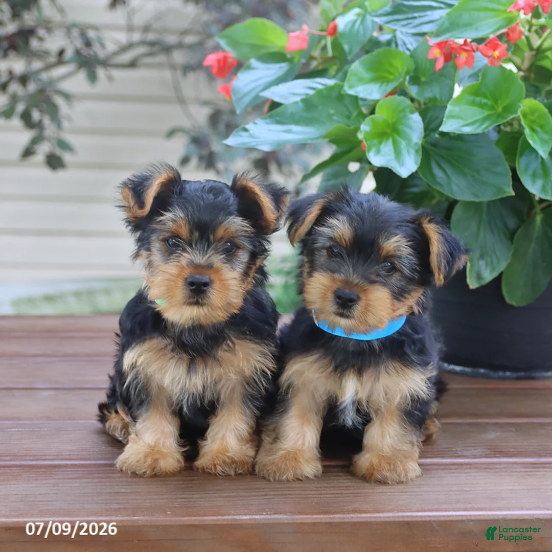 Yorkshire Terrier dogs for sale: Theo - Ad 2