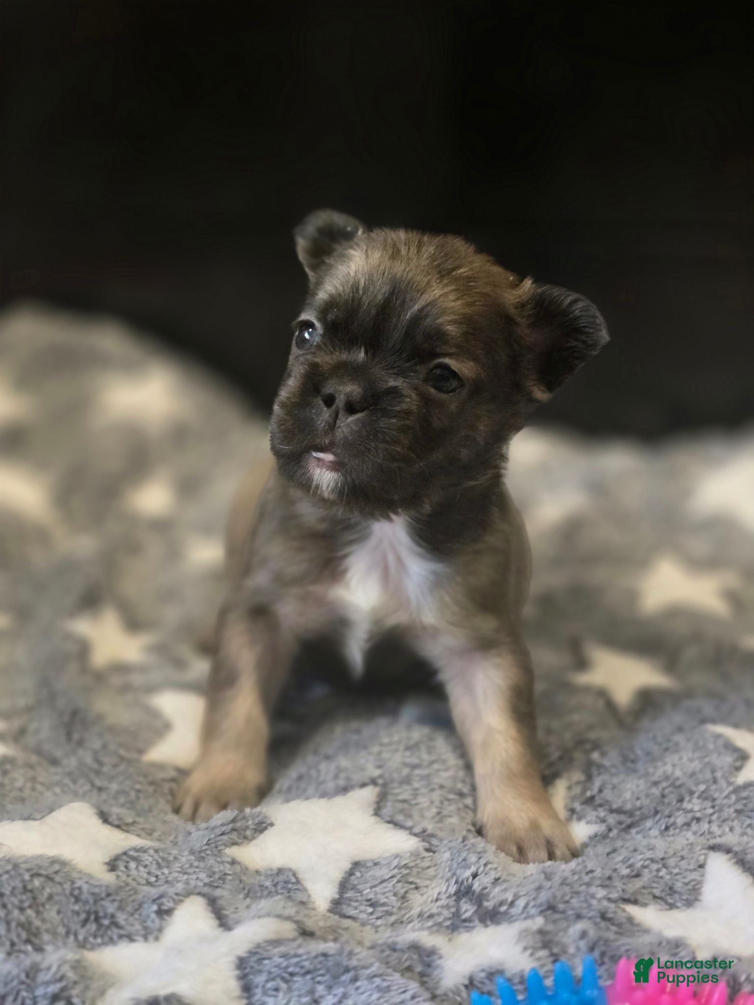 French Bulldog dogs Biggie - Ad 12