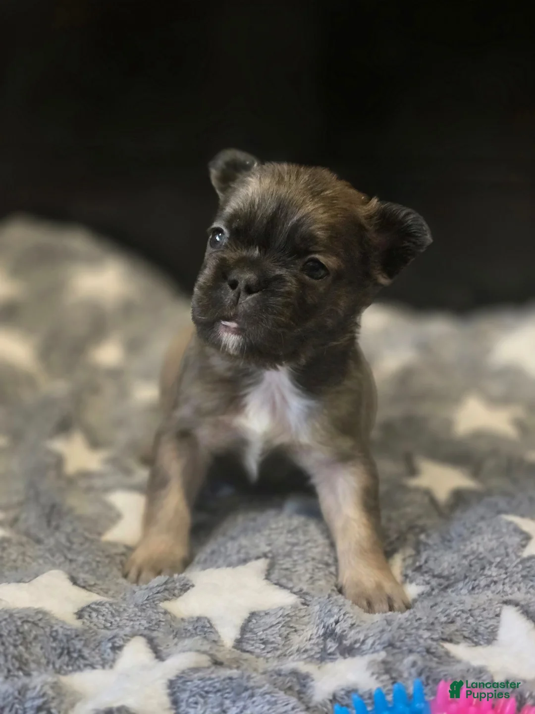 French Bulldog dogs for sale: Biggie - Ad 1