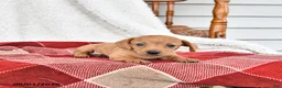 Miniature Dachshund dogs for sale: Annie - Ad 3