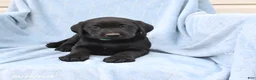 Labrador Retriever dogs for sale: Peggy - Ad 2