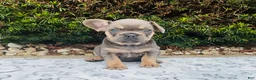 French Bulldog dogs for sale: Sadie - Ad 1