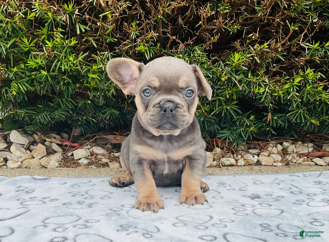 French Bulldog dogs for sale: Sadie - Ad 1