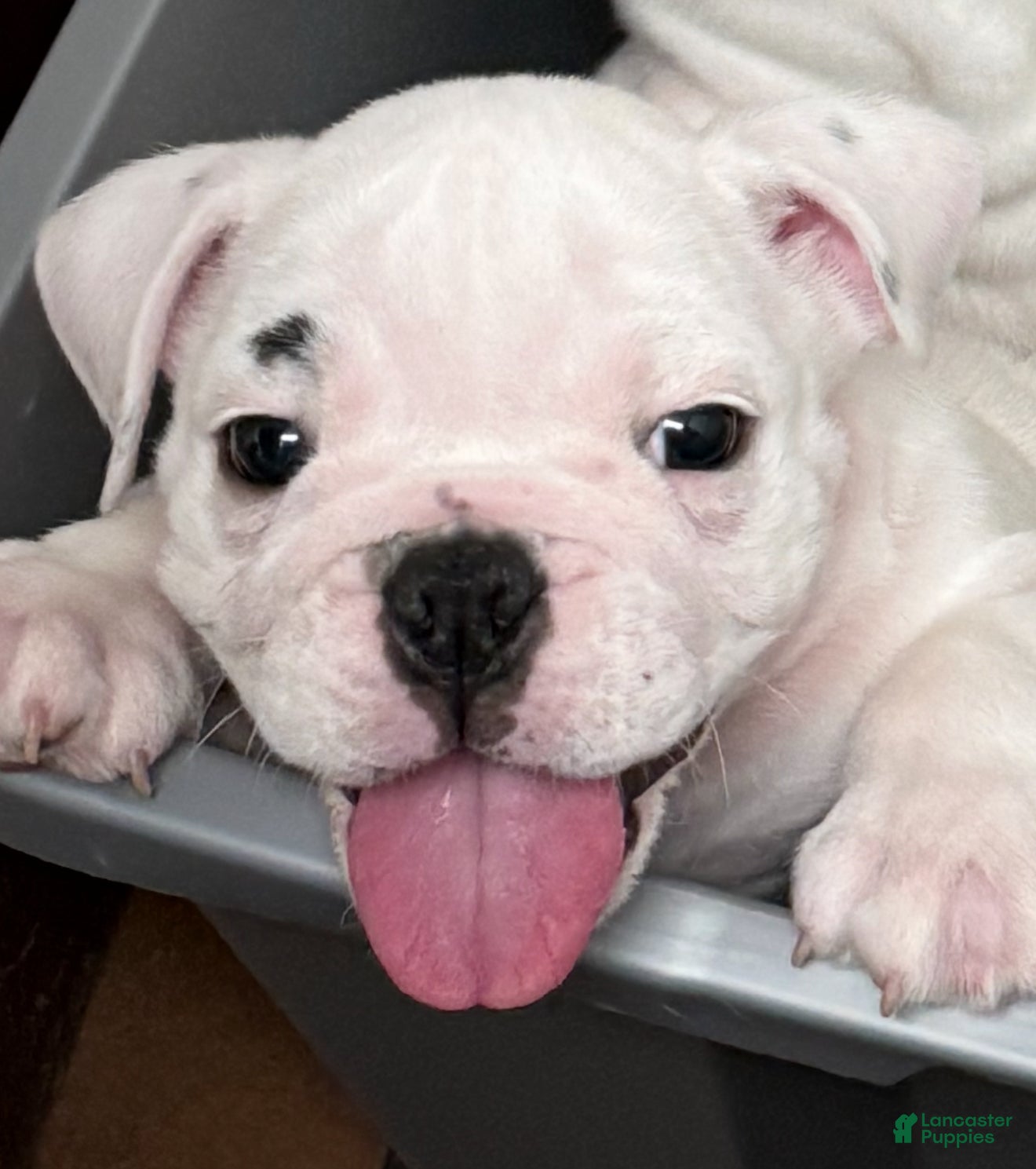 English Bulldog dogs Brian - Ad 7