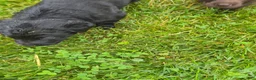Labrador Retriever dogs for sale: Puppy 1 - Ad 1
