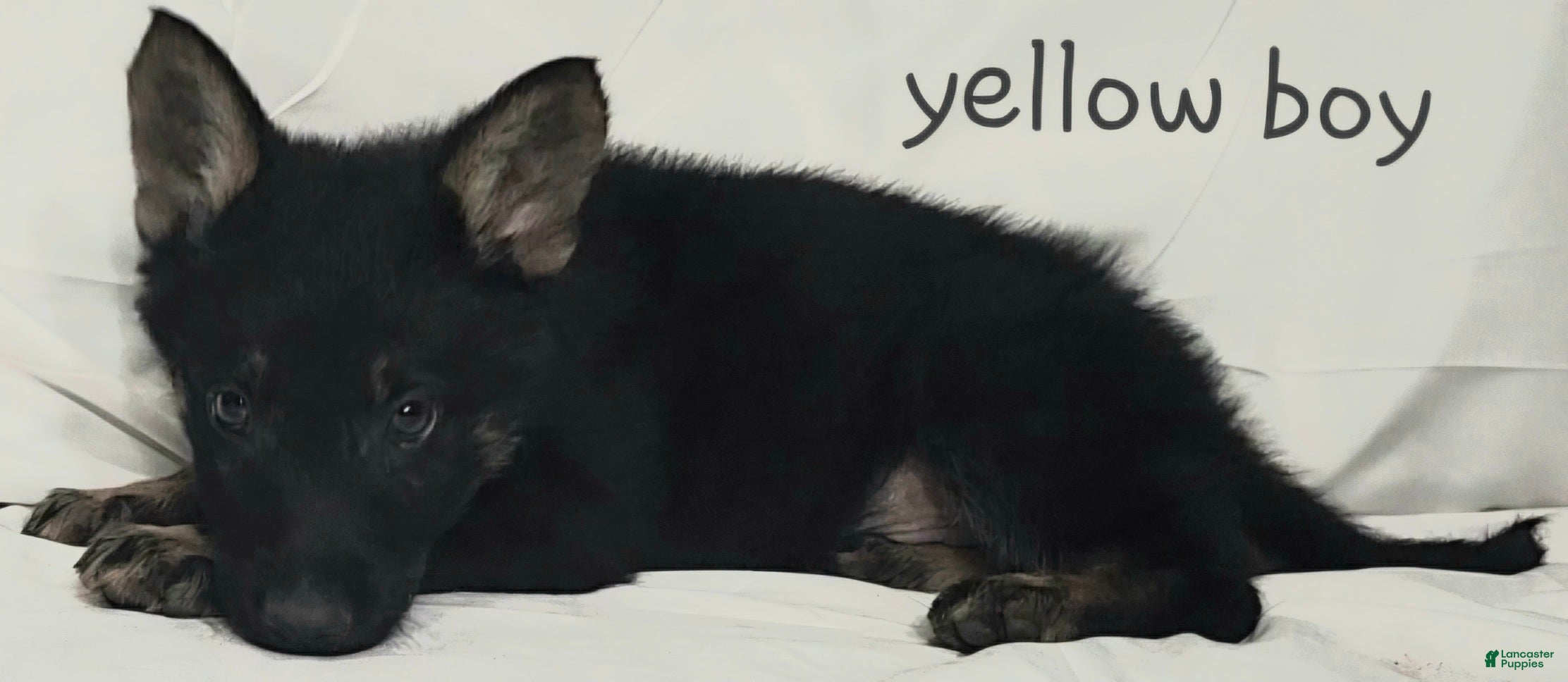 German Shepherd dogs Yellow Boy - Ad 17