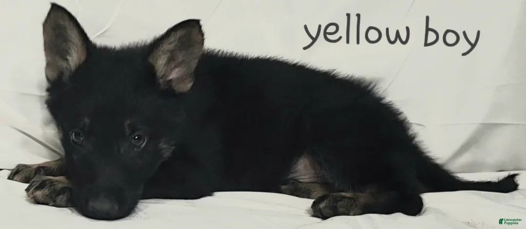 German Shepherd dogs for sale: Yellow Boy - Ad 1