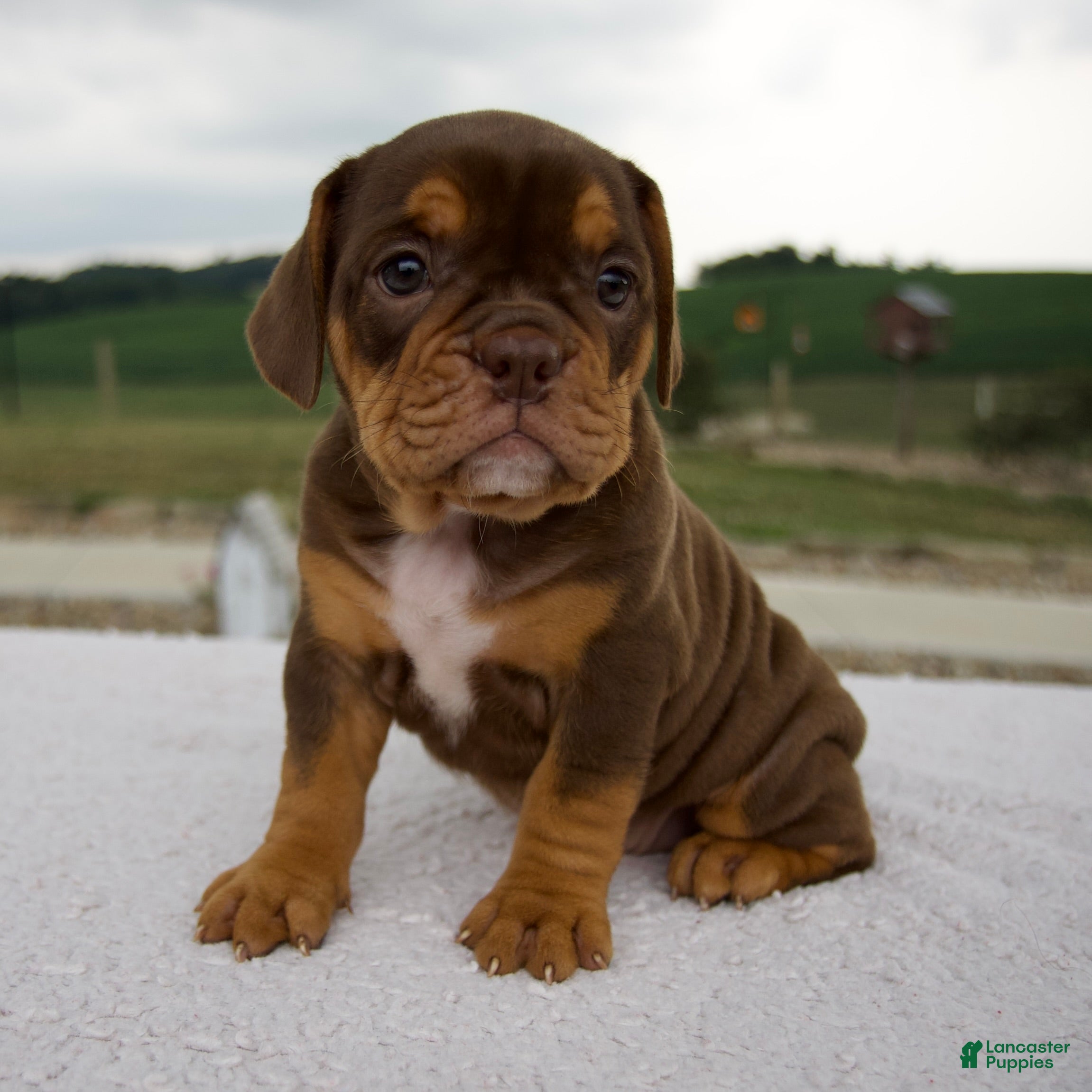 Beabull dogs Nora - Ad 2