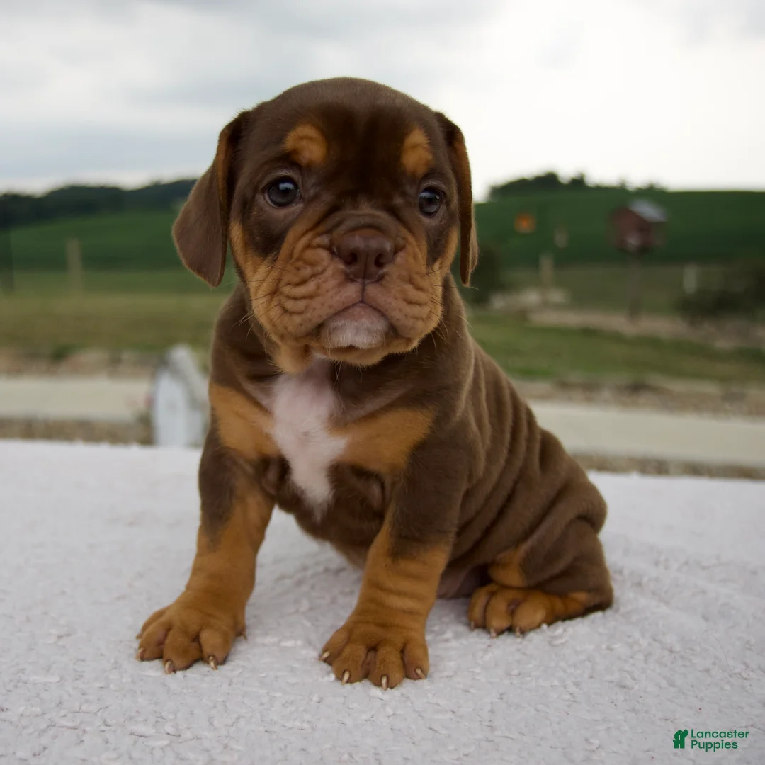 Beabull dogs for sale: Nora - Ad 2