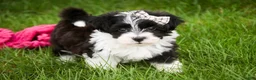 Havanese dogs for sale: Piper - Ad 7