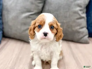 Cavalier King Charles Spaniel dogs Cooper - Ad 12