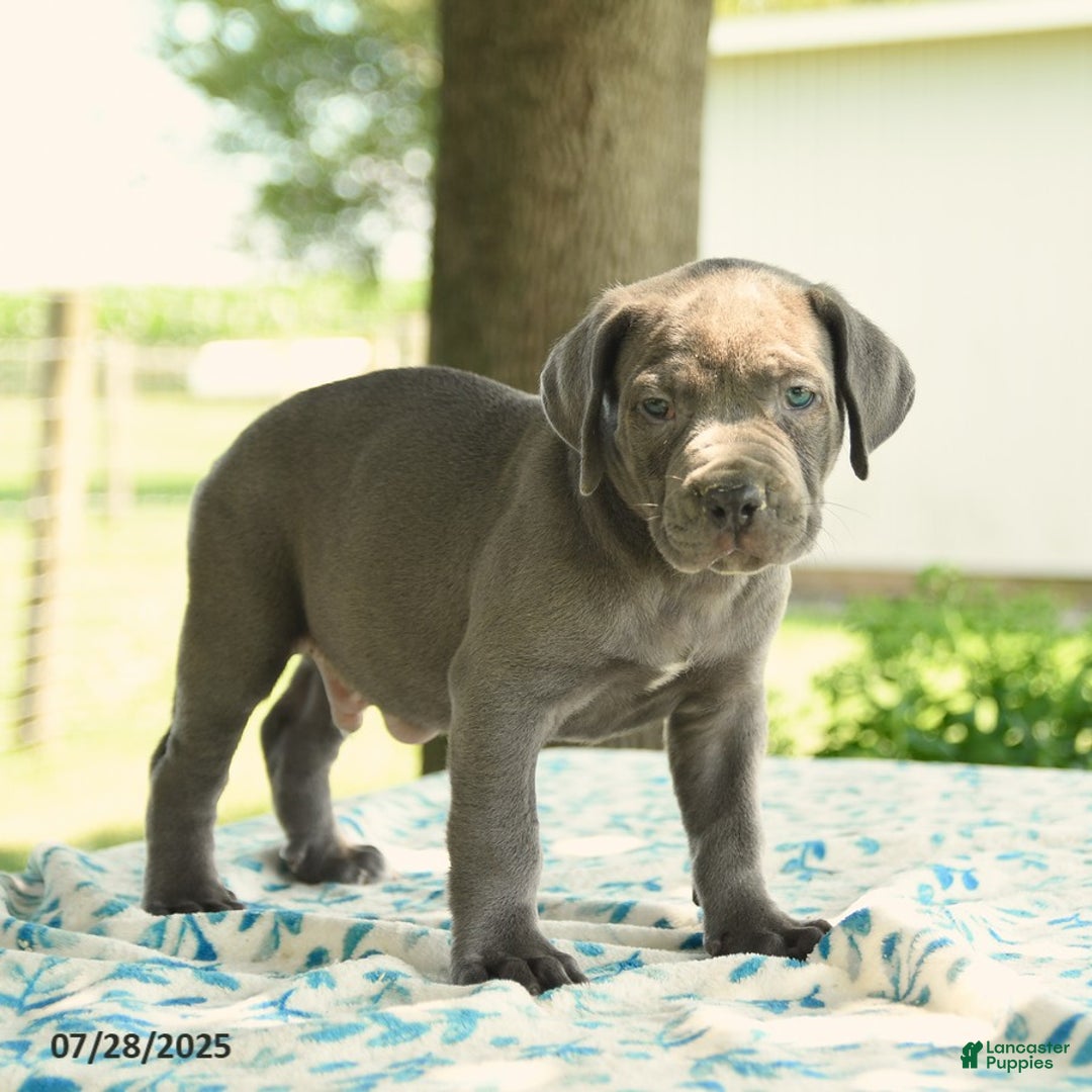 Cane Corso Boerboel Litter Size Litter South African Boerboels