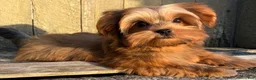 Shorkie dogs for sale: 💙IN BOSTON MASSACHUSETTS AREA💙ADORABLE SHORKIE BOY💙WILL BE SMALL💙 - Ad 5