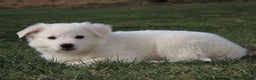 American Eskimo dogs for sale: Jamie  - Ad 2