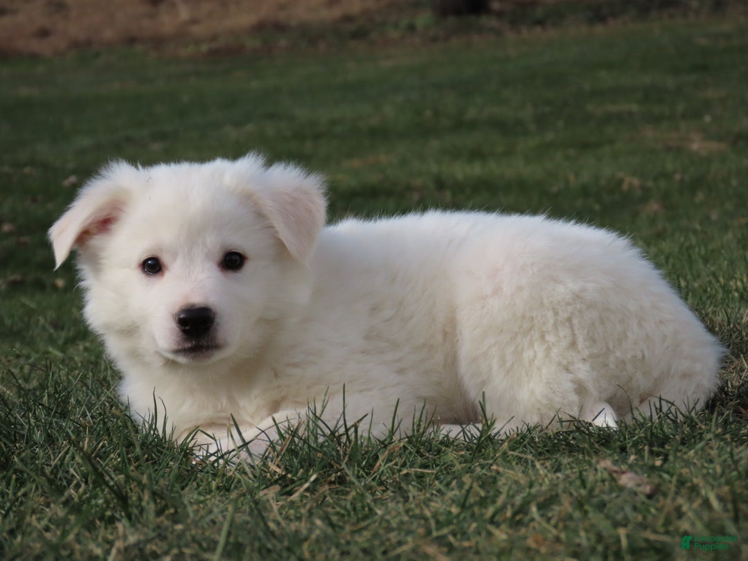 American Eskimo dogs for sale: Jamie  - Ad 2