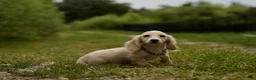 Miniature Dachshund dogs for sale: Miniature Dachshund Barry - Ad 1