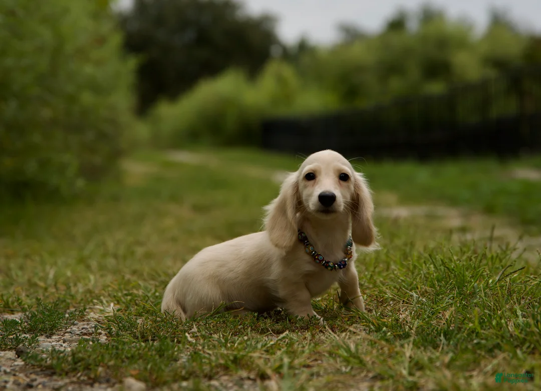 Miniature Dachshund dogs for sale: Miniature Dachshund Barry - Ad 1