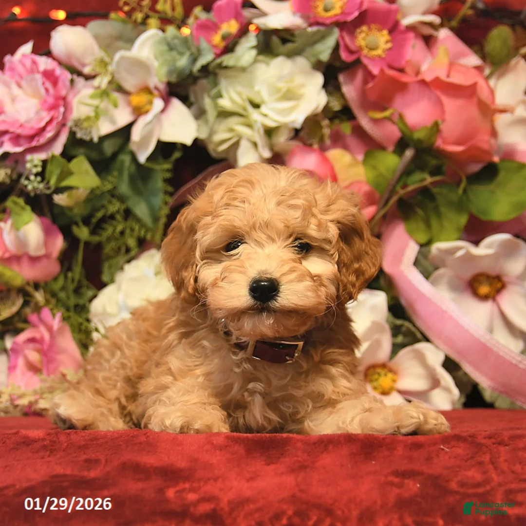 Mini Goldendoodle dogs for sale: Cinderella  - Ad 4
