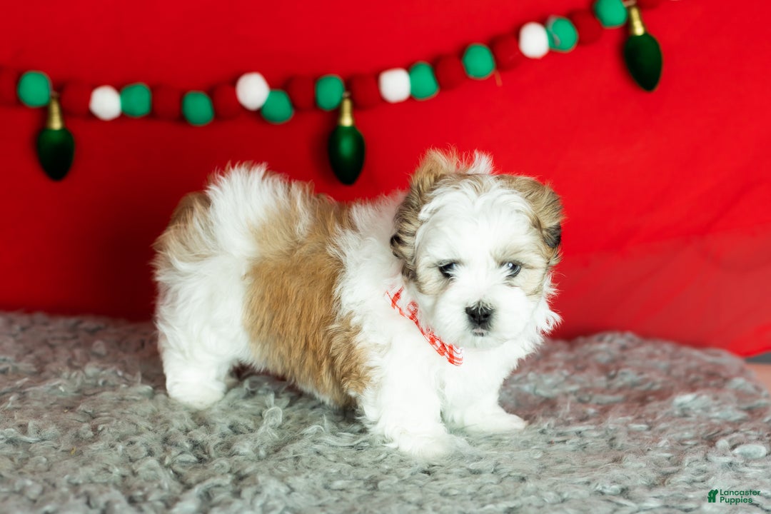 Teddy Bear dogs for sale: milo - Ad 4