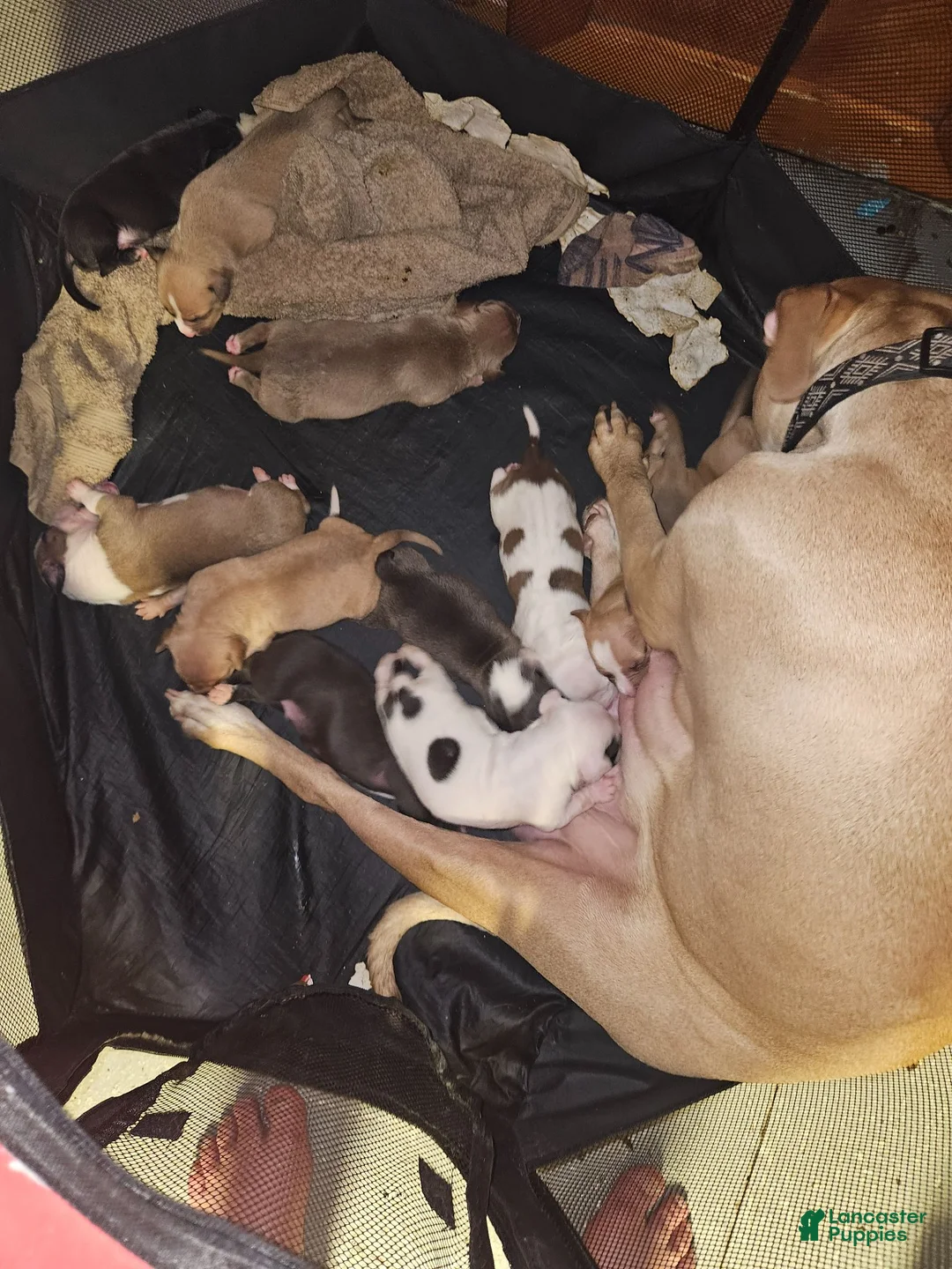 American Pit Bull Terrier dogs for sale: American Pit Bull Terrier 10 - Ad 2