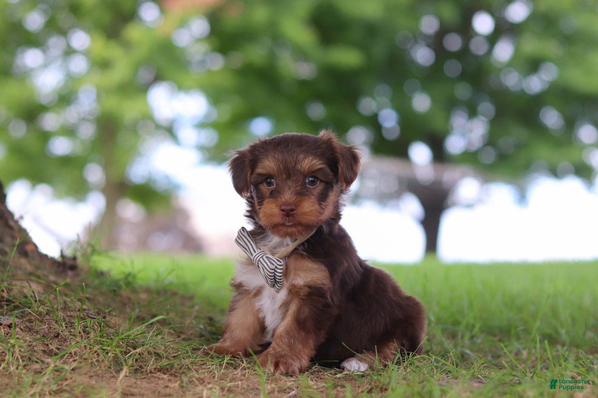 Yorkiepoo dogs Nougat - Ad 2