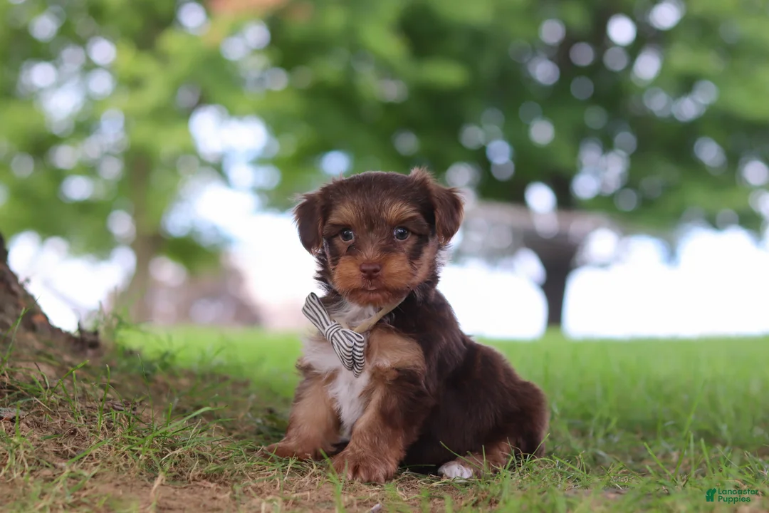 Yorkiepoo dogs for sale: Nougat - Ad 2