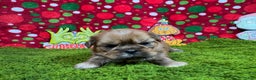 Shih Tzu dogs for sale: Shih Tzu Puppy 3 - Ad 1
