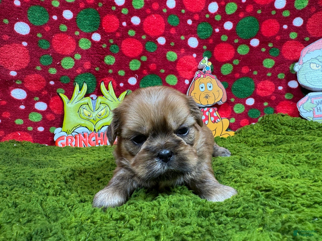 Shih Tzu dogs for sale: Shih Tzu Puppy 3 - Ad 1