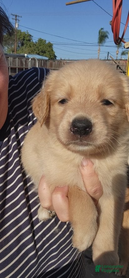 Golden Shepherd dogs for sale: Piper - Ad 2