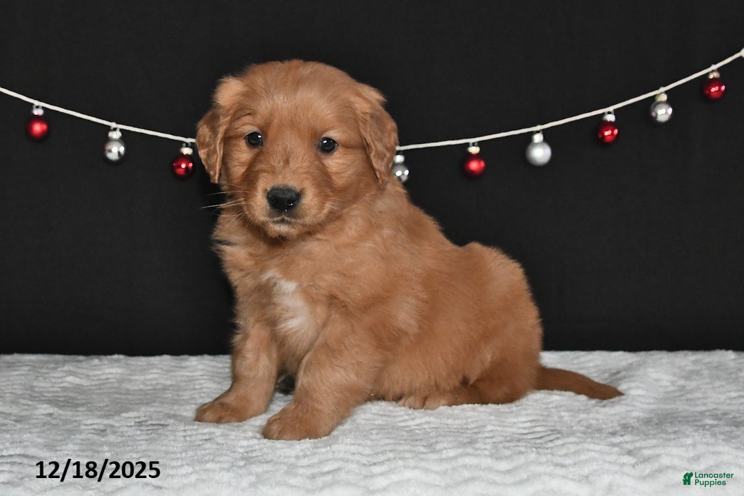 Golden Retriever dogs for sale: Alex - Ad 1