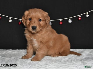 Golden Retriever dogs Alex - Ad 24