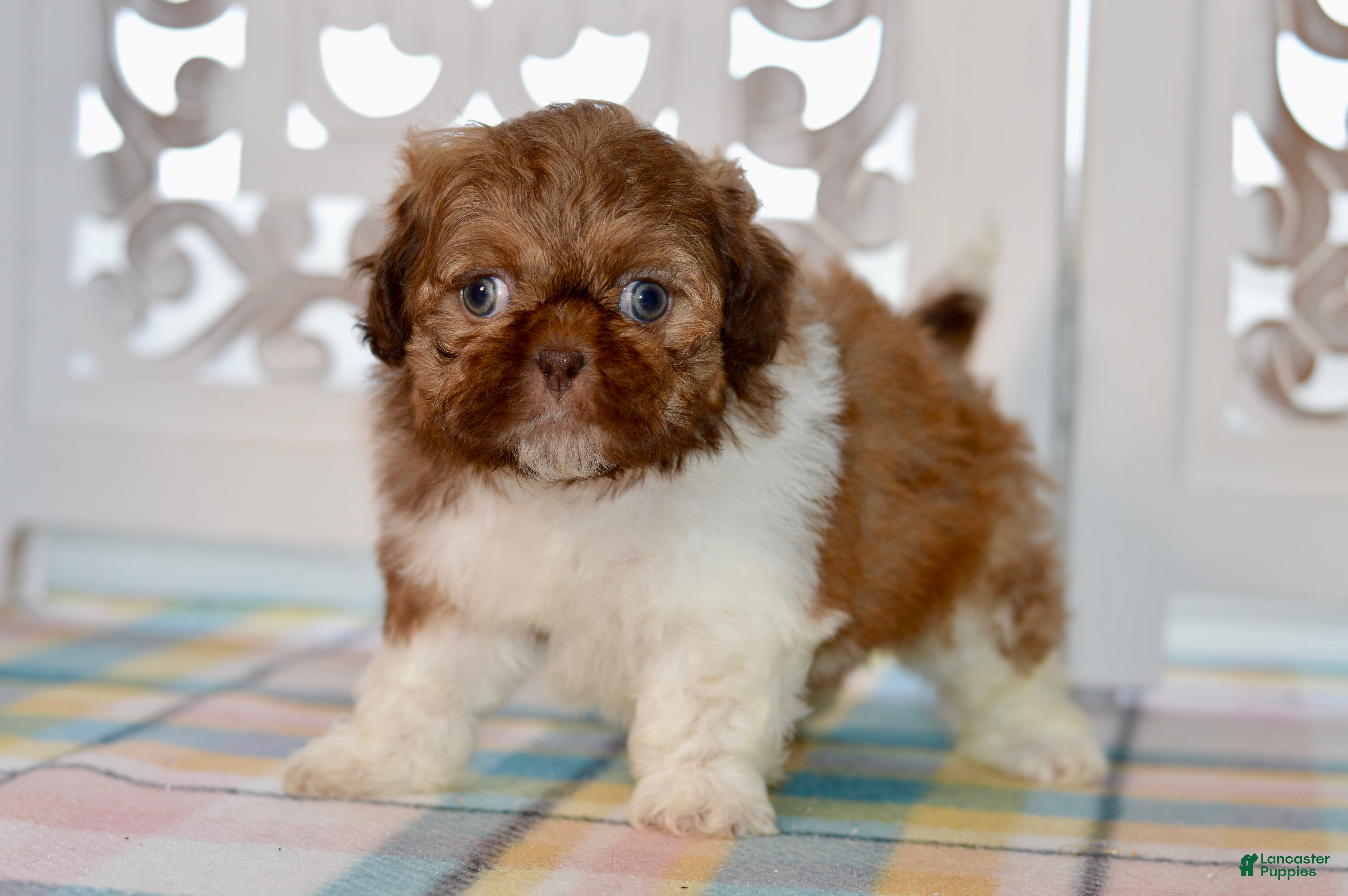 Shih Tzu dogs Brett - Ad 1
