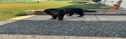 Newfoundland dogs for sale: Haven - Ad 27
