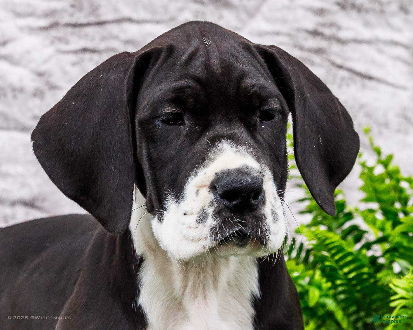 Great Dane dogs Kim - Ad 2