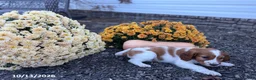 Welsh Springer Spaniel dogs for sale: Lollipop - Ad 8