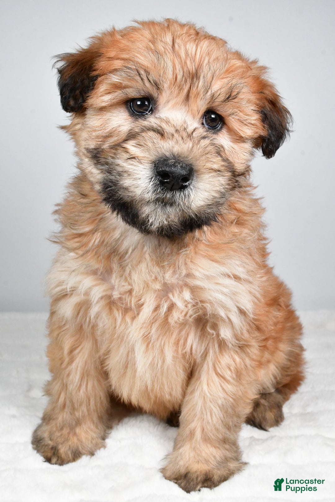 Soft Coated Wheaten Terrier dogs for sale: Angel - Ad 6